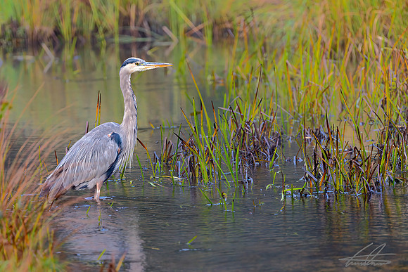 Great Blue Heron