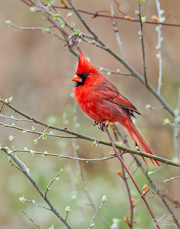 Male Cardinal