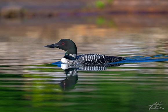 Common Loon