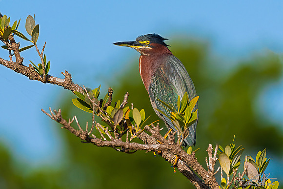 Green Heron