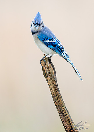 Blue Jay