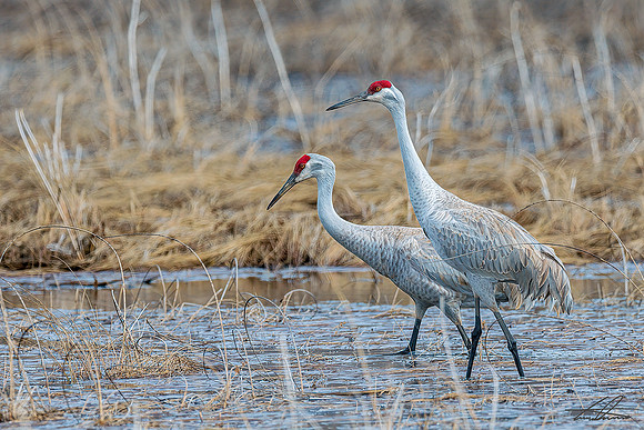 Pair Of Sandhill Cranes