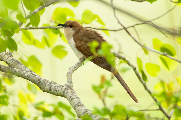 Black-billed Cuckoo