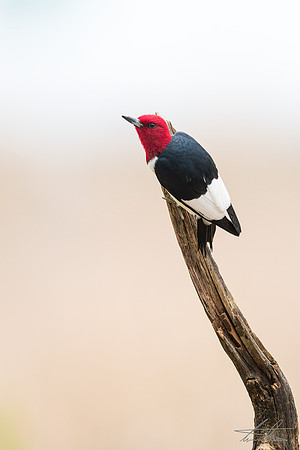 Red-Headed Woodpecker