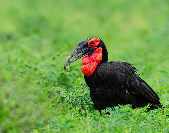 Southern Ground Hornbill