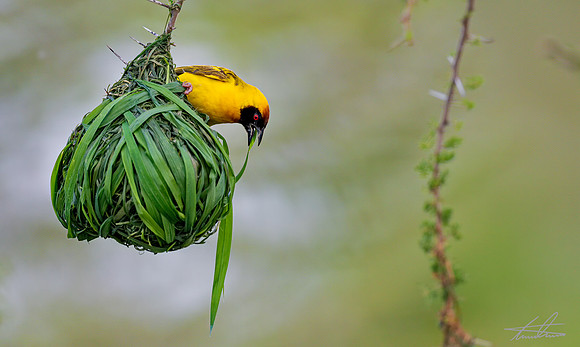 Vitelline Masked Weaver