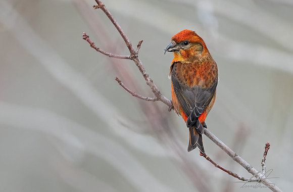 Red Crossbill