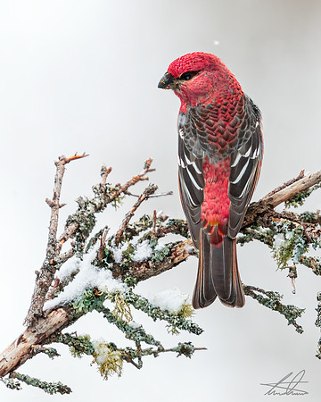 Male Pine Grosbeak