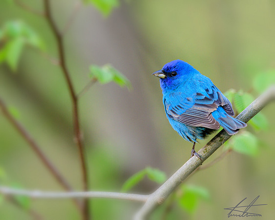 Indigo Bunting