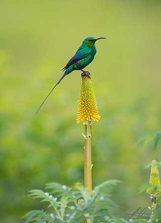 Malachite Sunbird