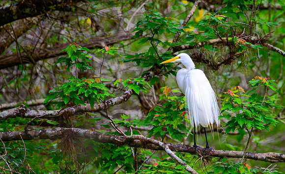 Great Egret