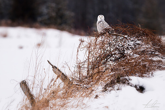 The Observer