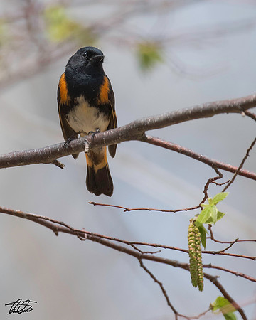 American Redstart