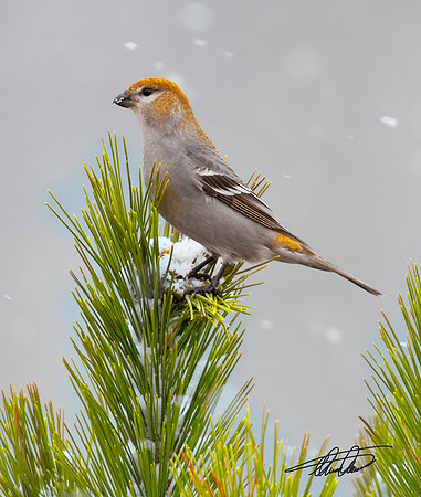 Pine Grosbeak (Female)