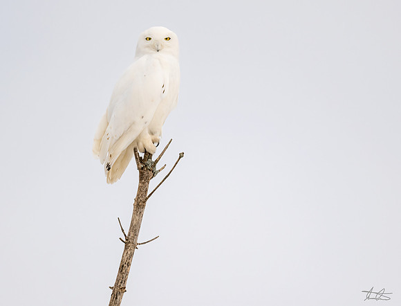 Male Snowy