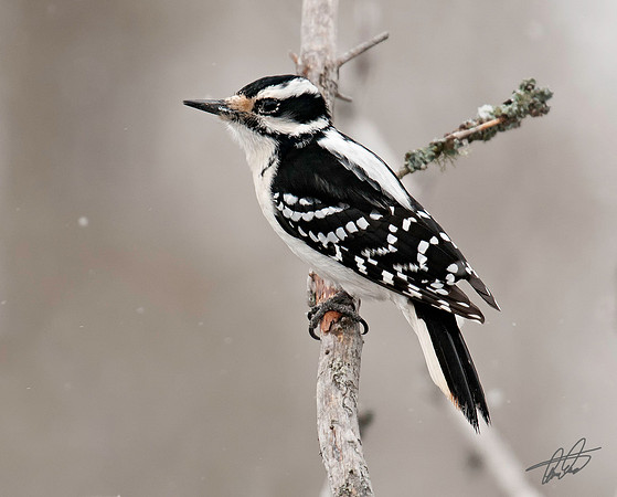 Female Hairy Woodpecker