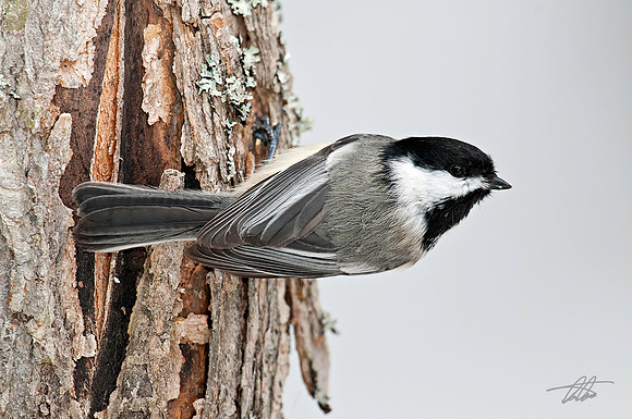 Black-capped Chickadee