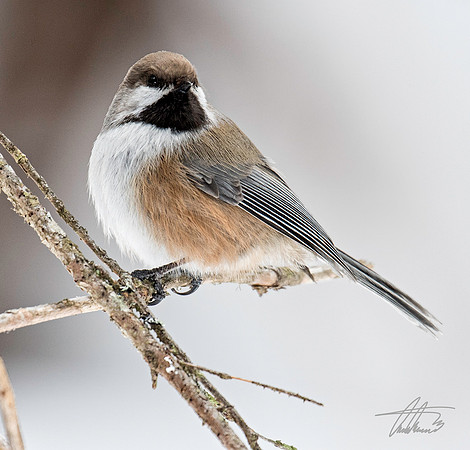 Boral Chickadee II