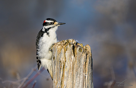 Hairy Woodpecker