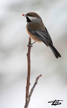 Boral Chickadee