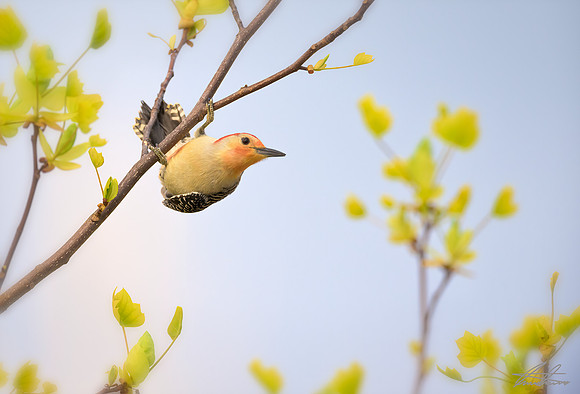 Red-Bellied Woodpecker