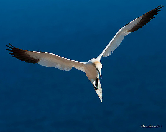 Northern Gannet