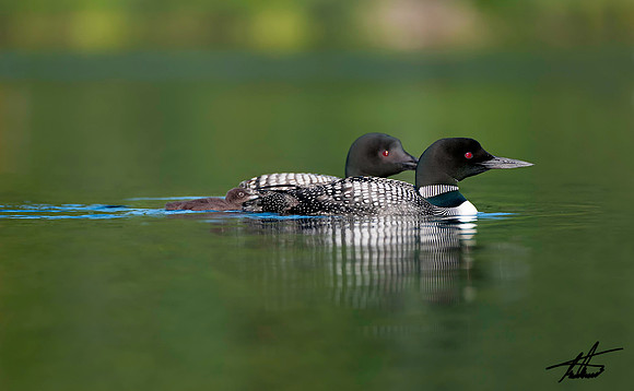 Loon With Young