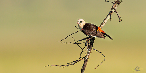 White-Headed Buffalo-Weaver