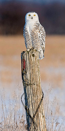 White Hunter