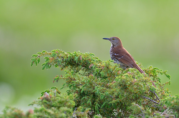 Brown Thrasher