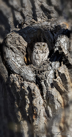 Eastern Screech-Owl