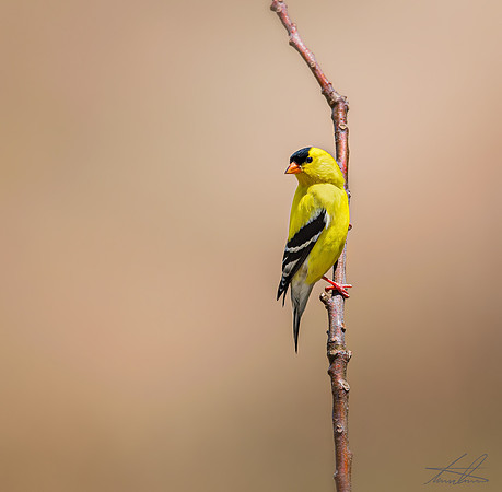 American Gold Finch