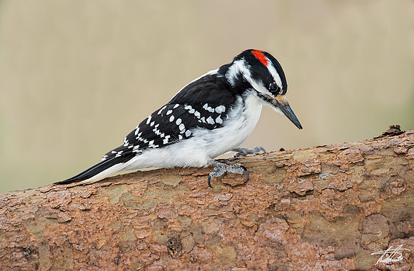 Downey Woodpecker