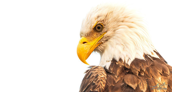 Bald Eagle Up Close
