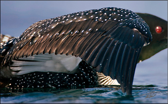 Loon Wing