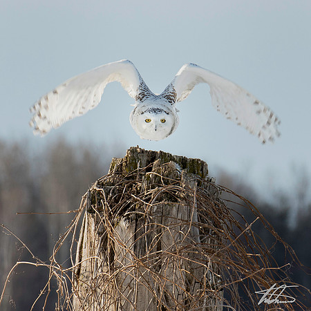 Flight