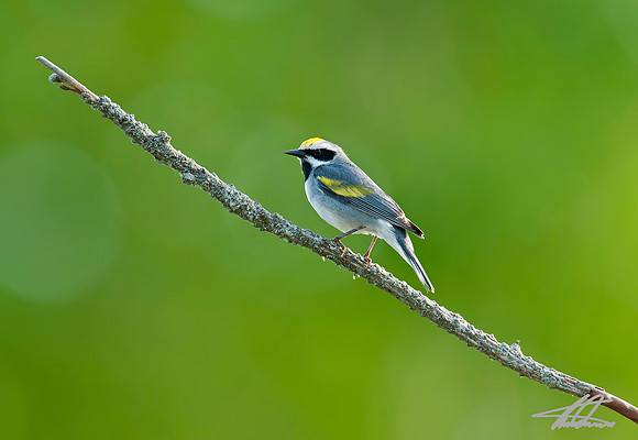 Goldean-winged Warbler