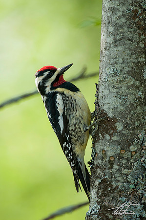 Yellow-bellied Sapsuker