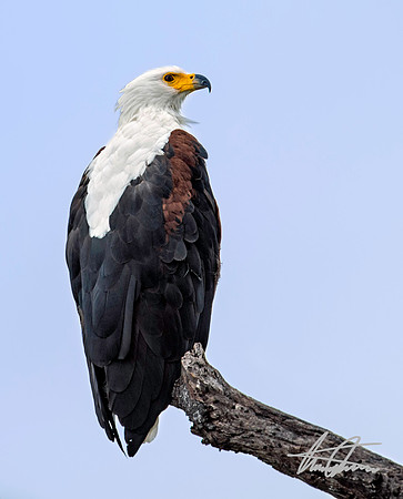 African Fish Eagle