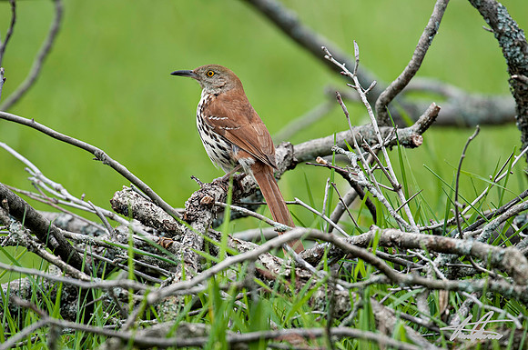 Brown Thrasher