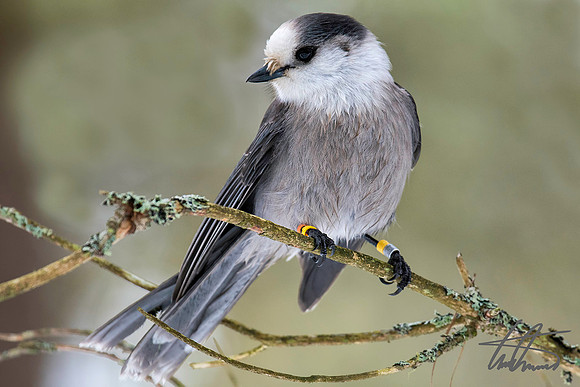 Canada Jay