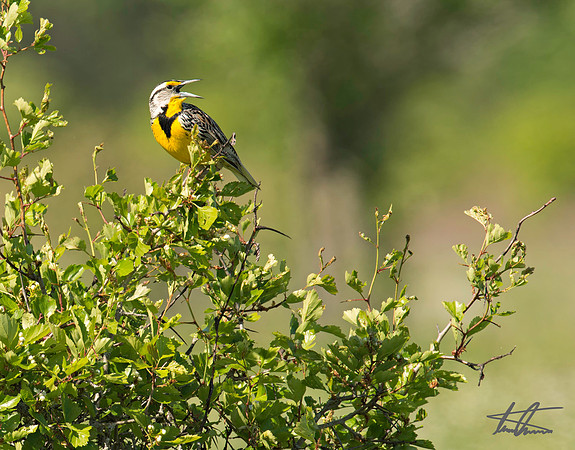 Eastern Medowlark