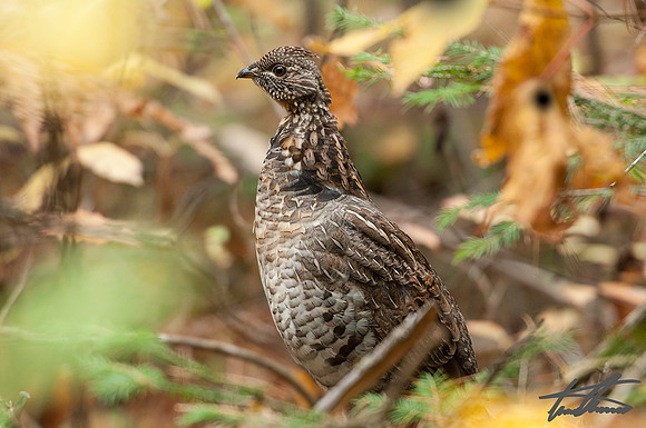 Female Spruce Grouse