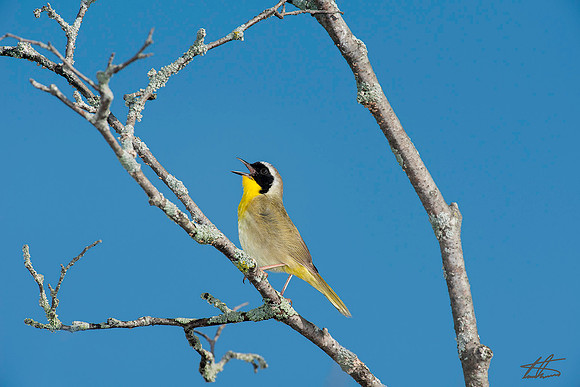 Morning Singer