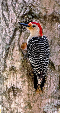 Red Bellied Woodpecker