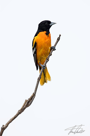 Oriole Male