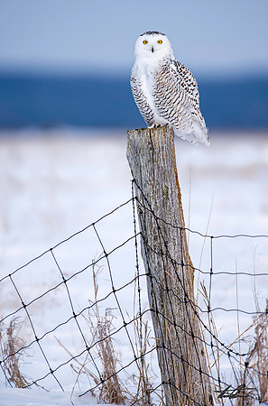 Snowy Owl On Post III