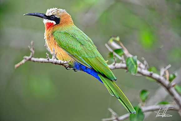 White-Fronted Bee-Eater