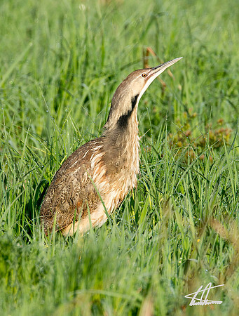 American Bittern