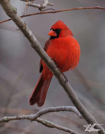 Male Northern Cardnial